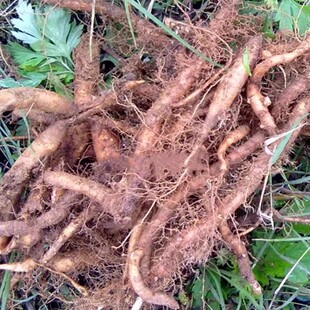 贵州苎麻根苎麻茎叶新鲜野麻安胎跌打损伤干货无硫中药材白苎麻