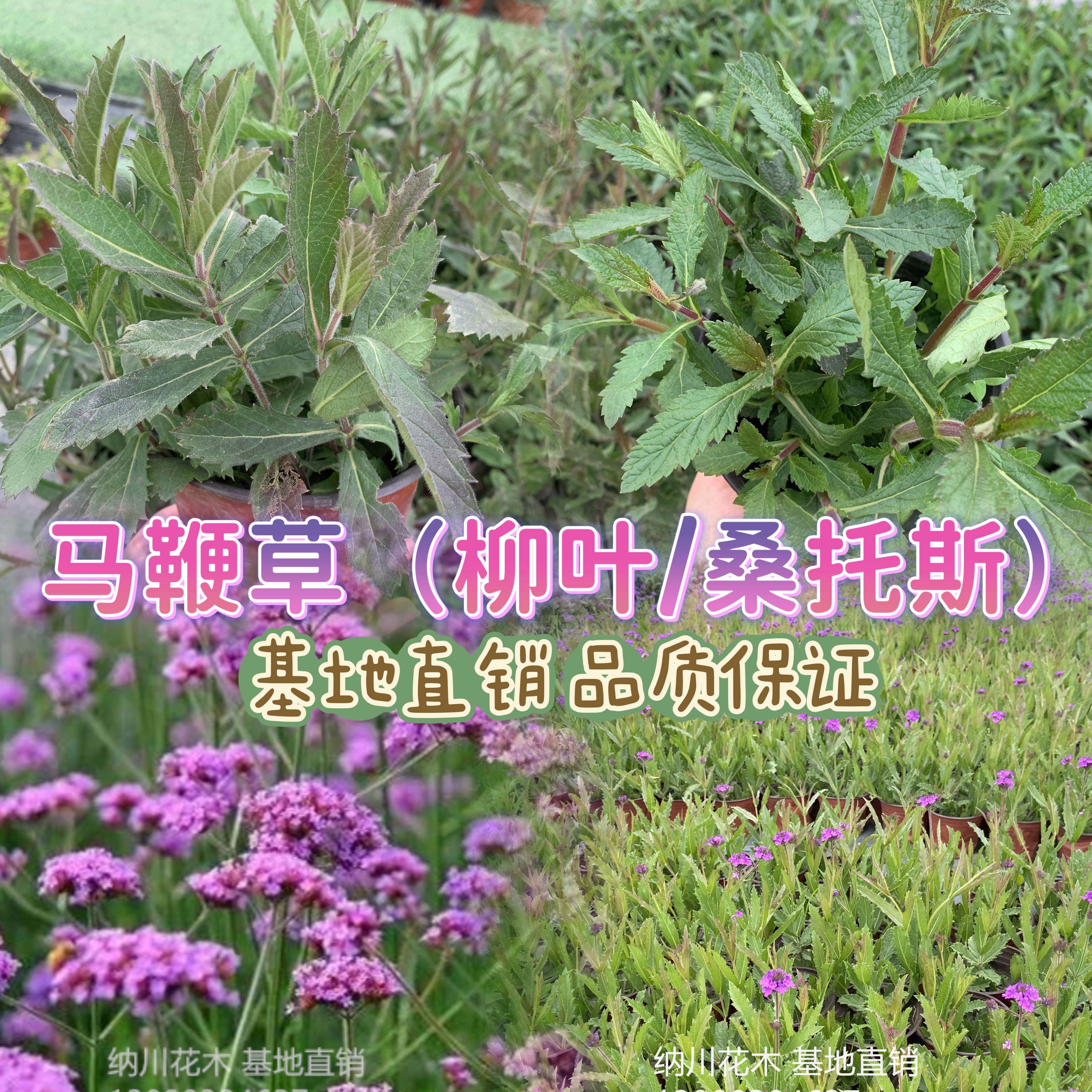基地直销花镜柳叶马鞭草桑托斯非薰衣草高杆矮杆花卉庭院露台花园