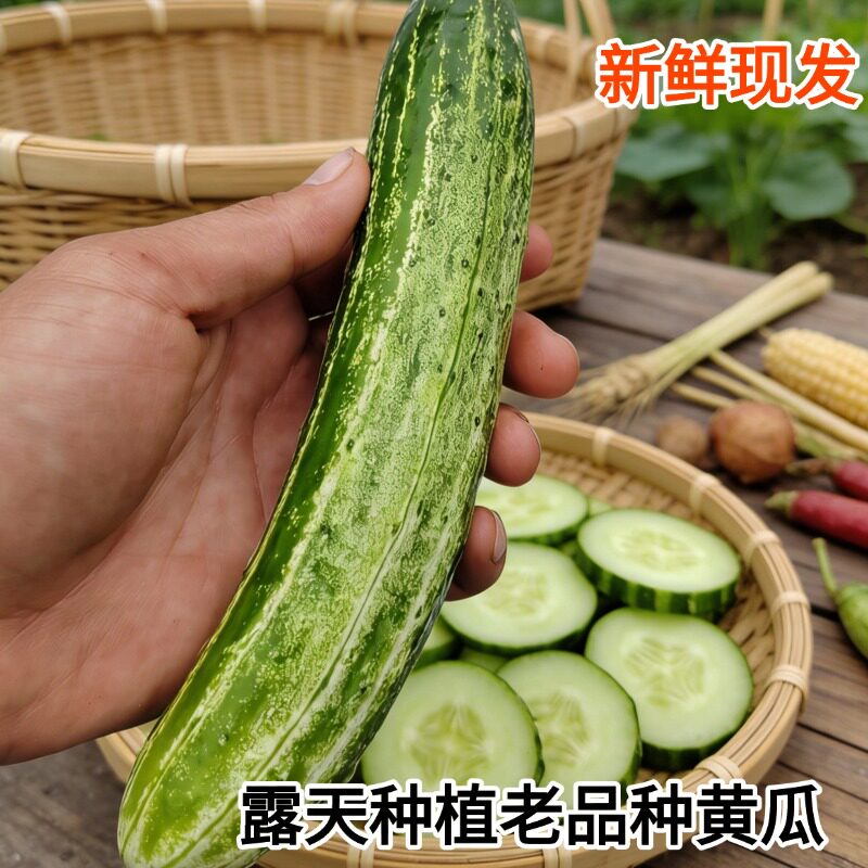 农家种植黄瓜农村老品种黄瓜白玉黄瓜新鲜水果黄瓜当季漏天蔬菜