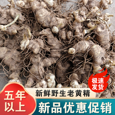 正宗新鲜深山老黄精老虎姜型野生5-10年多花鸡头参中药材正品现挖