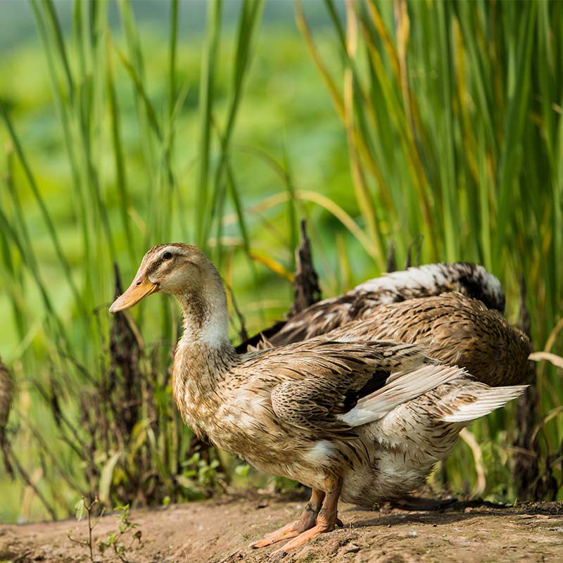正宗土鸭农家老鸭五谷喂养水鸭家养下蛋鸭麻鸭现杀现发