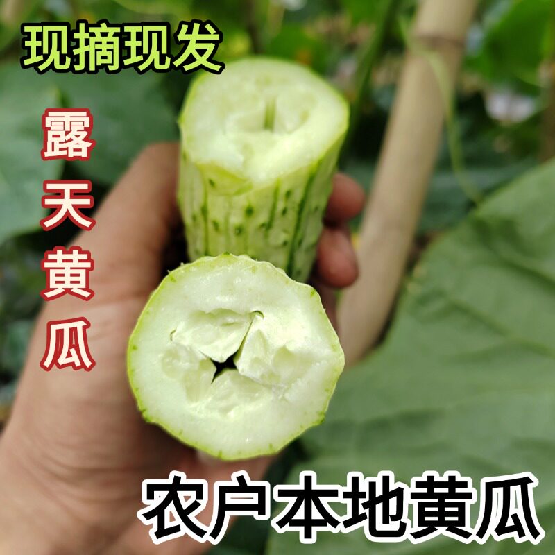 老品种黄瓜白玉黄瓜农村新鲜水果黄瓜当季漏天蔬菜农家种植黄瓜