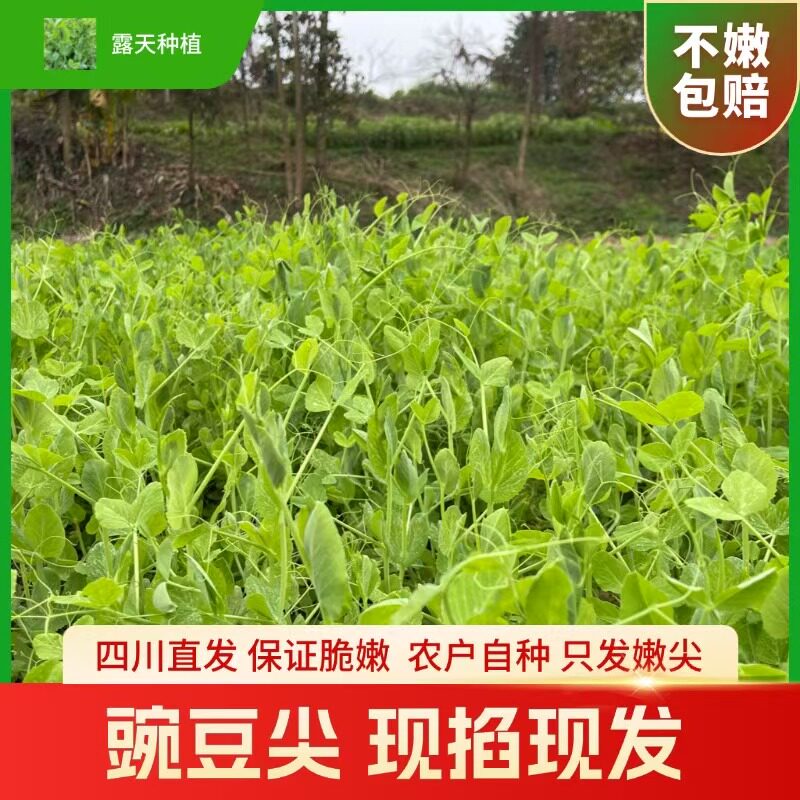 四川直发豌豆尖农家自种新鲜现发现摘四川当季新鲜蔬菜露天种植