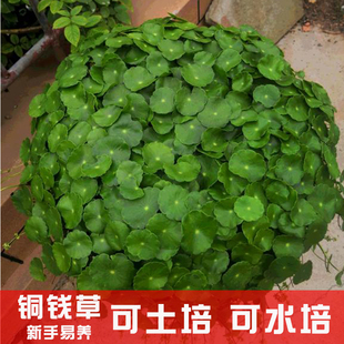 金钱草带叶子室内水养花卉绿植盆栽办公好养活 水培植物铜钱草四季