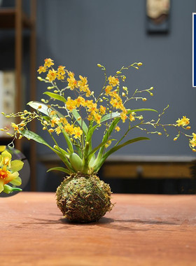 花卉冬带多花苞梦香文心兰金黄色花苔藓球室内客厅茶几卧室年宵花