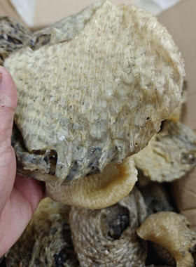 刺龟鱼皮无刺干货养护胃海产海南西沙群岛刺豚刺鲍鱼去刺海刺猬皮