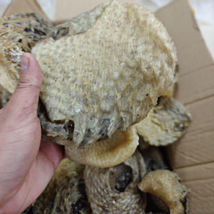 刺龟鱼皮无刺干货养护胃海产海南西沙群岛刺豚刺鲍鱼去刺海刺猬皮