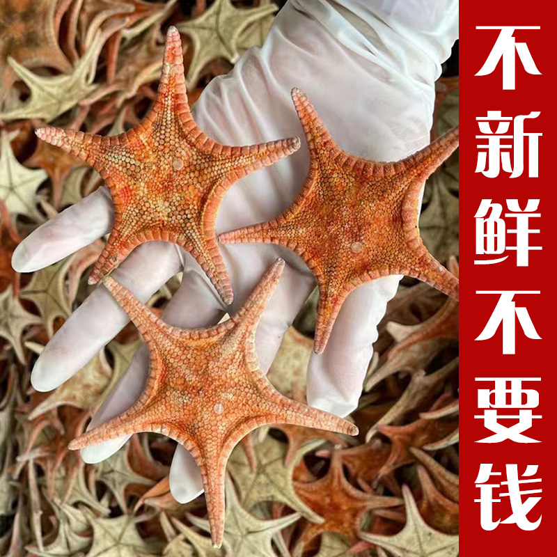 海星干货中药材深海五角星煲汤泡酒海鲜海味干货中药干海星