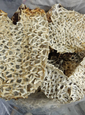 天然大刺龟鱼皮刺龟皮刺猬刺豚皮海胆皮海刺海味干货煲汤煲粥特产