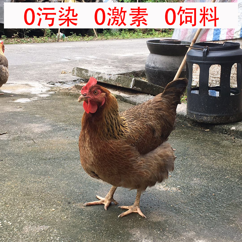 山美菜预包装清远肉质鲜嫩土鸡