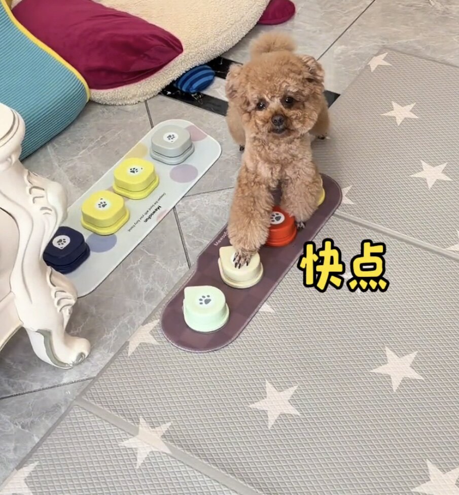 宠物交流按钮猫咪说话按键发声器小狗狗训练互动对话沟通解闷玩具