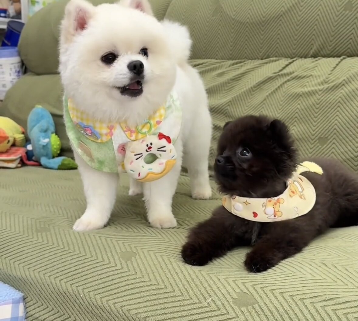 夏季宠物口水巾围兜猫咪狗狗小型中型巨型犬可穿戴防脏围脖帽子
