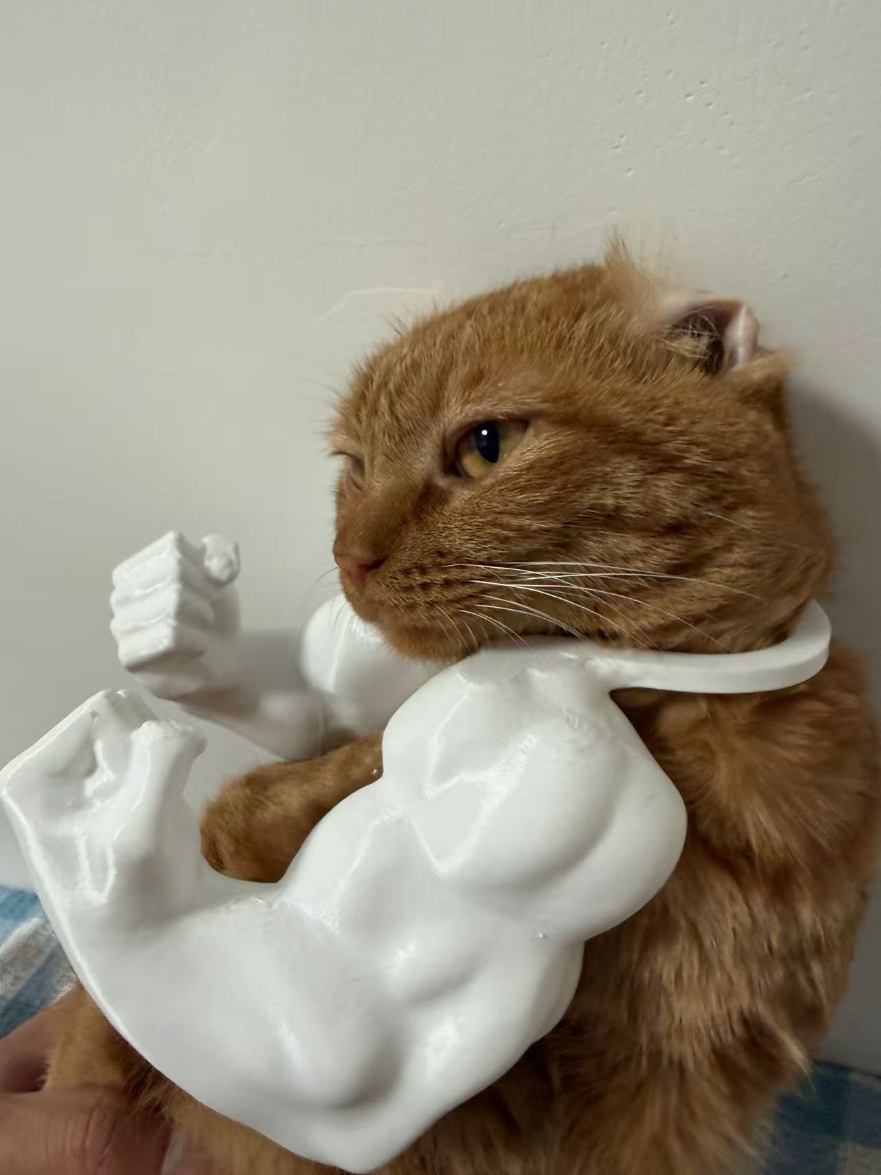 3D打印搞笑搞怪猫拳宠物玩具火爆猫猫拳击手创意宠物玩具萌宠新品