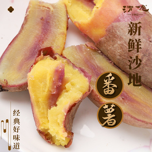 广州南沙一点红番薯地瓜软糯香甜新鲜沙地