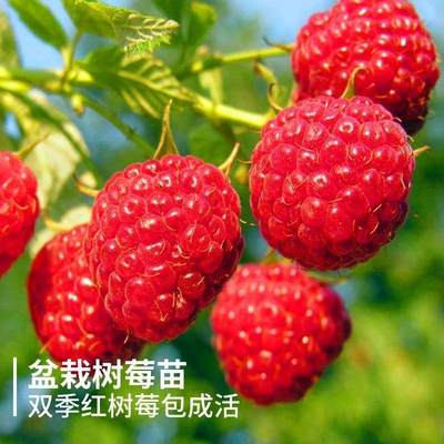 树莓苗双季树莓覆盆子树苗黄红树莓苗南方北方种植盆栽地栽果树苗