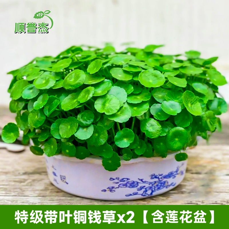 盆栽!摆件四季常青栽花金钱花花养活草铜钱器花盆办公室水仙简约