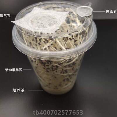 杯残翅大蜘蛛螳螂奶树蛙活体杯角蛙.果蝇活食物新款饲料果蝇茶杯