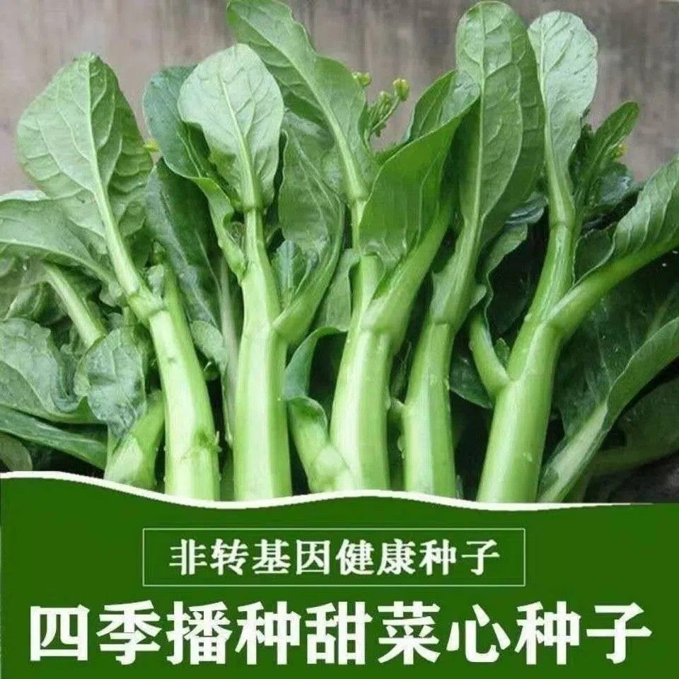 甜菜心种子好吃甜脆菜心种籽南方青菜籽四季播阳台盆栽蔬菜种孑