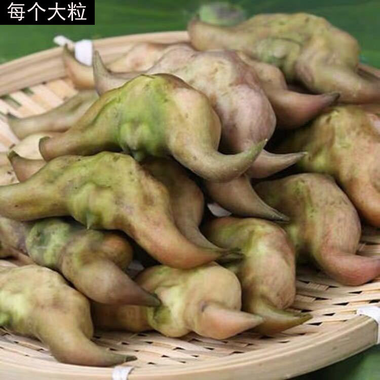 26年嫩菱角新鲜湖北菱角即食菱角生吃水果农家现摘嫩大菱角顺丰