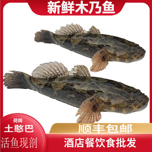 木乃鱼新鲜现剖沙塘鳢土呆子鱼木奶鱼半成品餐饮食材商用土憨巴