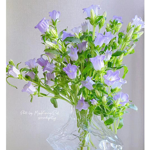 锦上花卉云南风铃草美化观赏绿植