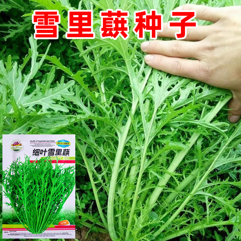 雪里蕻种子大叶排菜种籽芥菜小细叶雪里红九头鸟农家腌制蔬菜种孑