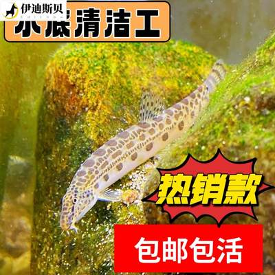 中华花鳅鱼原生沙鳅鱼野外刺鳅清道夫观赏鱼除藻工具鱼淡水冷水鱼