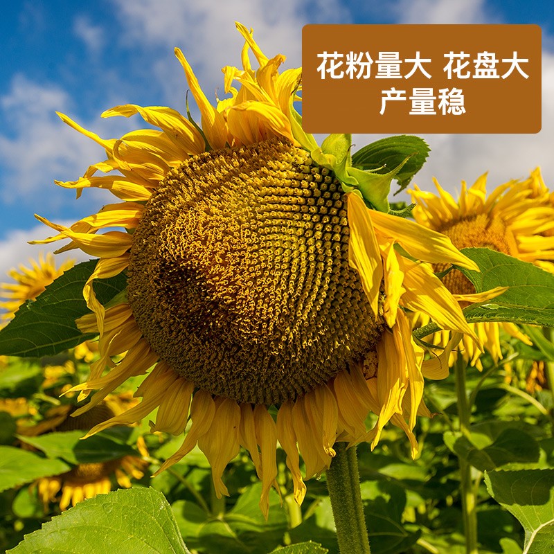 食用向日葵花种子孑四季种易活室内外阳台观赏矮盆栽油葵瓜子花籽