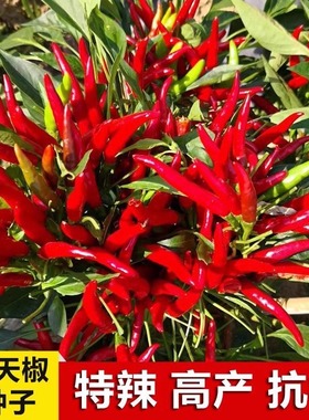 朝天椒种子小米椒早熟辣椒种籽超辣阳台盆栽四季春秋农家蔬菜种子