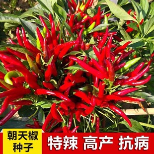 朝天椒种子小米椒早熟辣椒种籽超辣阳台盆栽四季春秋农家蔬菜种子