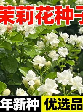 茉莉花种子四季播种易活夜来香地雷花种籽阳台庭院驱蚊驱虫花种籽
