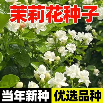 茉莉花种子四季播种易活夜来香地雷花种籽阳台庭院驱蚊驱虫花种籽