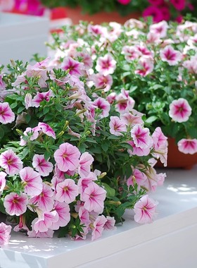 垂吊矮牵牛种子四季播种开花喇叭花卉种子室内阳台盆栽吊篮花种籽