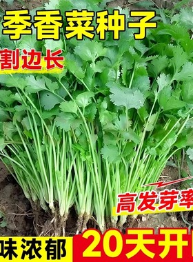 四季老香菜种籽耐热小叶香菜种籽老品种大叶香菜种子芫荽种籽孑苗