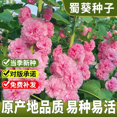 重瓣蜀葵花种子花籽孑四季播种春秋庭院多年生一丈红盆栽花卉种子