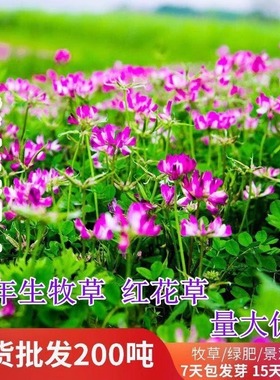 紫云英种子四季红花草种籽食用芽苗菜观花养蜜蜂蜜源绿肥牧草种子