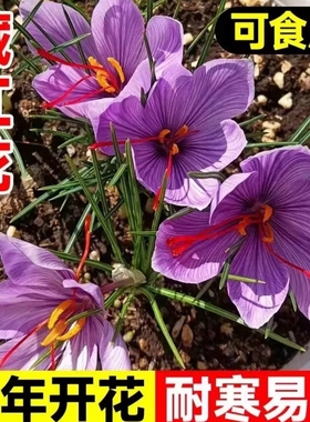 药用藏红花种球盆栽耐寒食用花卉番红花种子苗室内室外药材植物苗