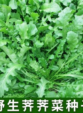 荠荠菜种子农家纯野生四季春大叶芥菜种籽食用盆栽蔬菜种孑秋冬播