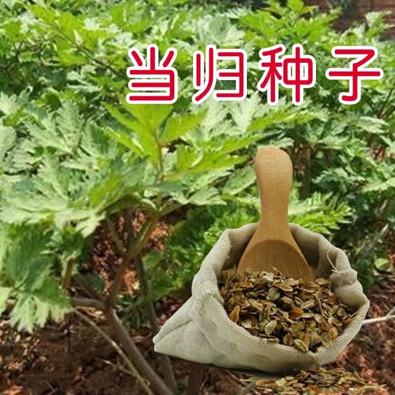 当归种子野生中药四季保健当归种籽岷县中药材苗苦参种籽党参种孑