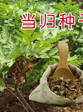 当归种子野生中药四季保健当归种籽岷县中药材苗苦参种籽党参种孑