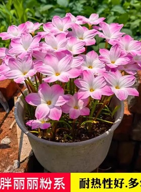 风雨兰种球四季播种开花重瓣葱兰韭莲室内盆栽花卉春秋韭兰花种籽