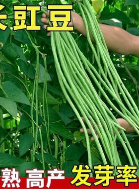 摘不败高产豇豆种子苗特长压塌架豆角种籽秋季豆种四季阳台蔬菜孑