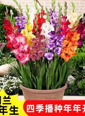 剑兰种球多年花卉盆栽十三太保唐菖蒲四季庭院室外春秋植物球根