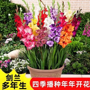 庭院室外春秋植物球根 剑兰种球多年花卉盆栽十三太保唐菖蒲四季