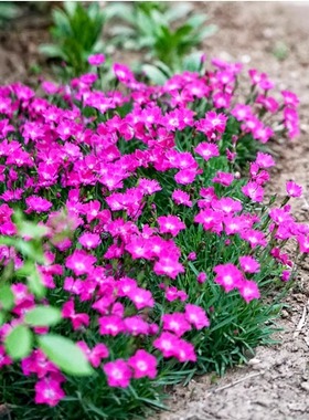 五彩欧石竹花种籽子常夏初吻少女石竹耐寒多年生四季播种开花种孑