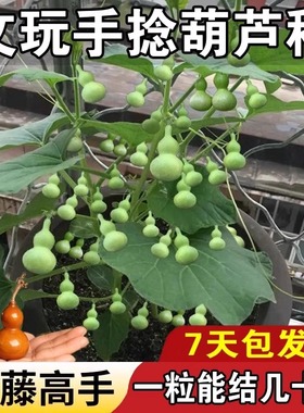 手捻小葫芦种子四季阳台庭院爬藤小中大亚文玩葫芦种籽盆栽花种籽
