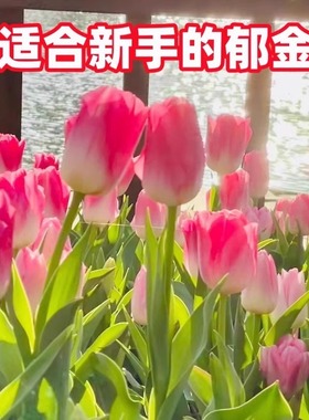 进口郁金香种球带芽5度球水培土养花卉室内盆栽开花种子耐寒球根