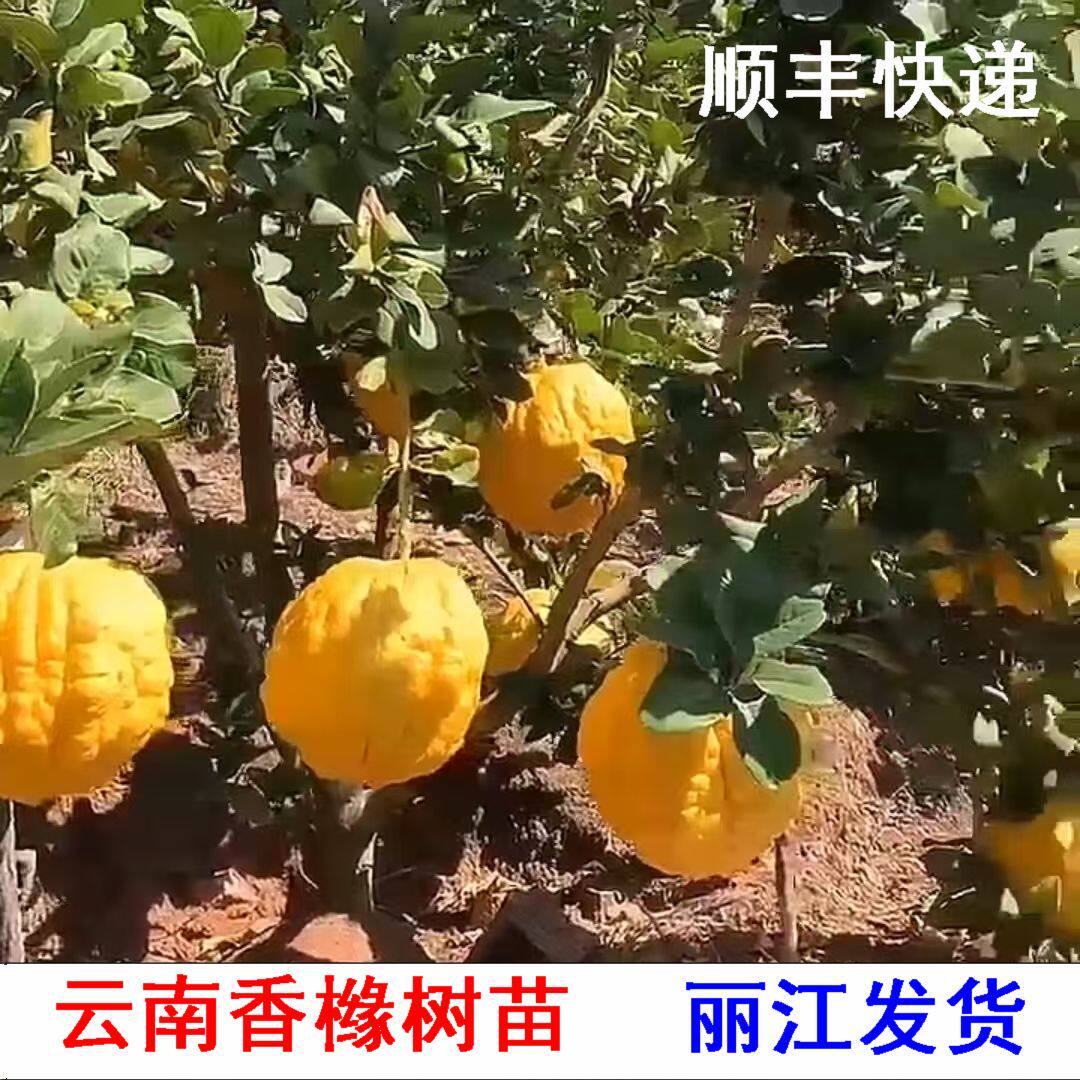 云南香橼苗盆栽名贵神奇药材果树苗庭院轮番开花结果耐寒带果带土