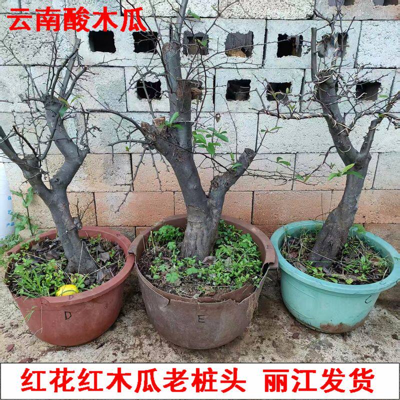 云南特产酸木瓜红花红木瓜老桩带土球观花观果食用果树苗丽江发货