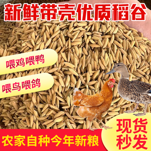 广东带壳早新稻谷饲料喂鸡鸭鹅鸽子鸟食家禽宠物原粮水稻谷子50斤